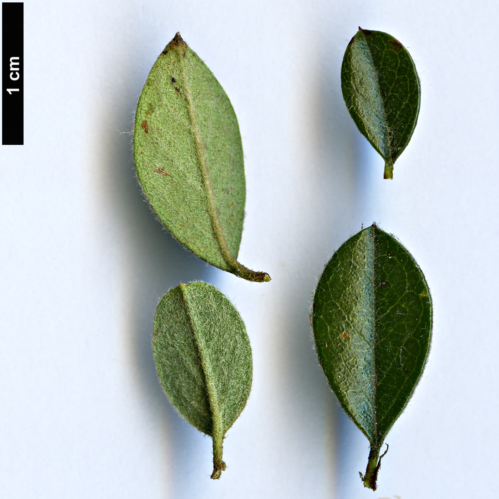 High resolution image: Family: Rosaceae - Genus: Cotoneaster - Taxon: insolitus